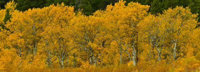 MT - Glacier NP Aspen Treescape Panoramic.jpg