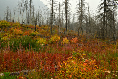 MT - Glacier NP Burned Pines Fall Color 1.jpg