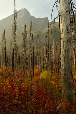 MT - Glacier NP Burned Pines Fall Color 11.jpg
