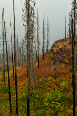 MT - Glacier NP Burned Pines Fall Color 3.jpg