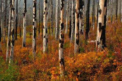 MT - Glacier NP Burned Pines Fall Color 4.jpg