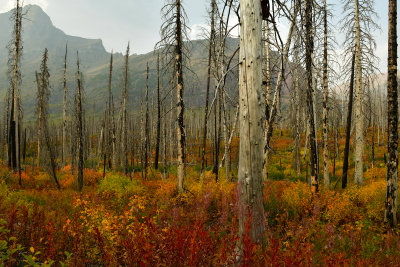 MT - Glacier NP Burned Pines Fall Color 5.jpg