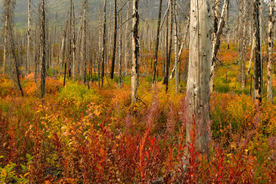 MT - Glacier NP Burned Pines Fall Color 6.jpg