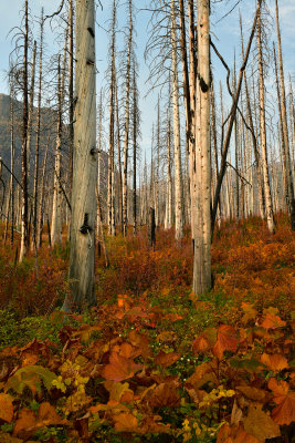 MT - Glacier NP Burned Pines Fall Color 8.jpg