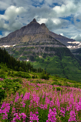 MT - Glacier NP Fireweed Field 1.jpg