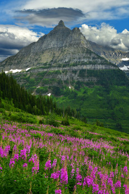 MT - Glacier NP Fireweed Field 2.jpg
