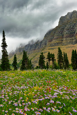 MT - Glacier NP Logan Pass Wildflowers 10.jpg