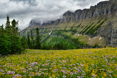 MT - Glacier NP Logan Pass Wildflowers 11.jpg