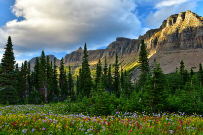 MT - Glacier NP Logan Pass Wildflowers 12.jpg