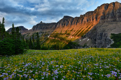 MT - Glacier NP Logan Pass Wildflowers 13.jpg