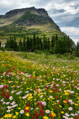 MT - Glacier NP Logan Pass Wildflowers 14.jpg