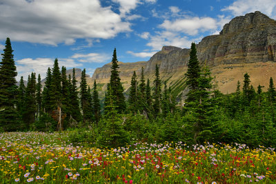 MT - Glacier NP Logan Pass Wildflowers 2.jpg