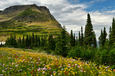 MT - Glacier NP Logan Pass Wildflowers 3.jpg