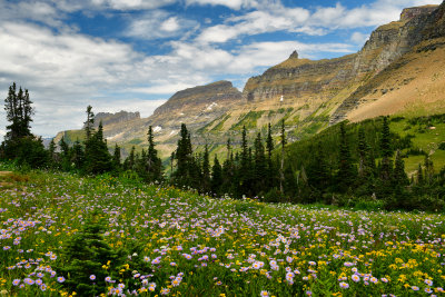 MT - Glacier NP Logan Pass Wildflowers 4.jpg