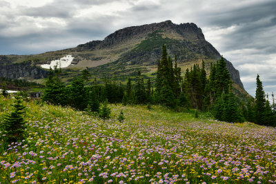 MT - Glacier NP Logan Pass Wildflowers 5.jpg