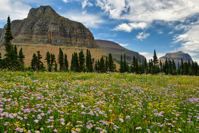MT - Glacier NP Logan Pass Wildflowers 6.jpg