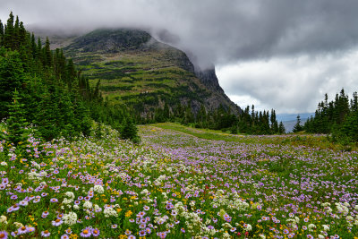 MT - Glacier NP Logan Pass Wildflowers 7.jpg