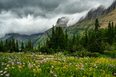 MT - Glacier NP Logan Pass Wildflowers 8.jpg