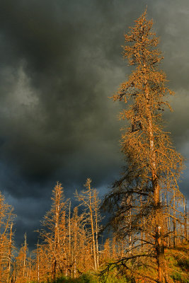 MT - Glacier NP Stormy Morning Sky 2.jpg