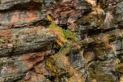 MT - Glacier NP Sunrift Gorge Lichen Wall 2.jpg