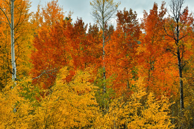 WY - Grand Tetons NP Aspens 3.jpg