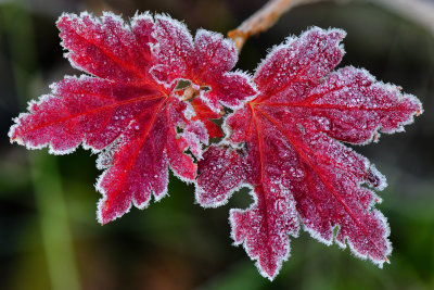 WY - Grand Tetons NP Frosty Leaf 1.jpg