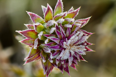 WY - Grand Tetons NP Frosty Thistle 1.jpg