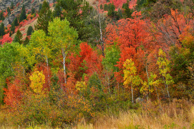 WY - Snake River Canyon Fall Colors 2.jpg
