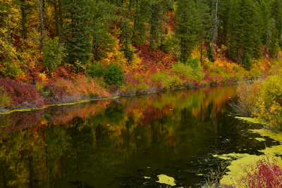 WY - Snake River Canyon Pond Fall Colors 3.jpg