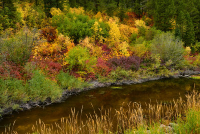 WY - Snake River Canyon Pond Fall Colors 4.jpg