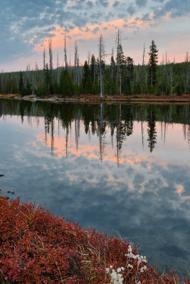 WY - Yellowstone NP Lewis River Reflection 1.jpg