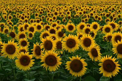 ND - Sunflowers 1.jpg
