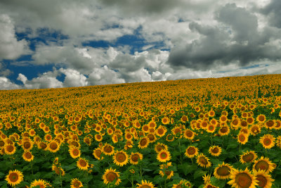 ND - Sunflowers 3.jpg