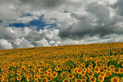 ND - Sunflowers 4.jpg