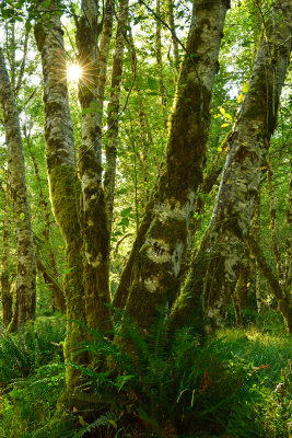 WA - Olympic National Park Hoh Rain Forest 1.jpg