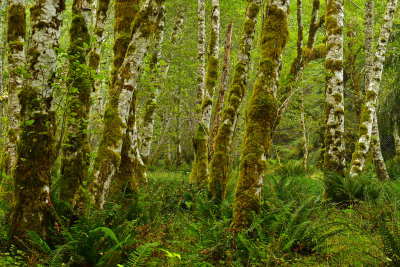 WA - Olympic National Park Hoh Rain Forest 10.jpg