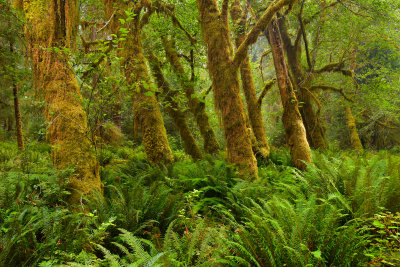 WA - Olympic National Park Hoh Rain Forest 11.jpg
