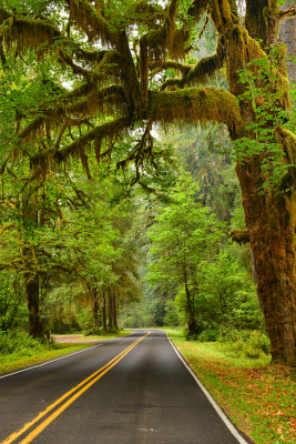 WA - Olympic National Park Hoh Rain Forest 12.jpg