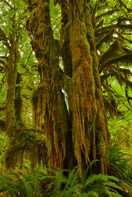 WA - Olympic National Park Hoh Rain Forest 14.jpg