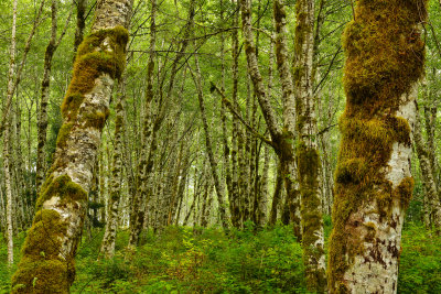 WA - Olympic National Park Hoh Rain Forest 16.jpg