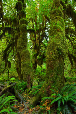 WA - Olympic National Park Hoh Rain Forest 3.jpg