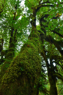 WA - Olympic National Park Hoh Rain Forest 5.jpg