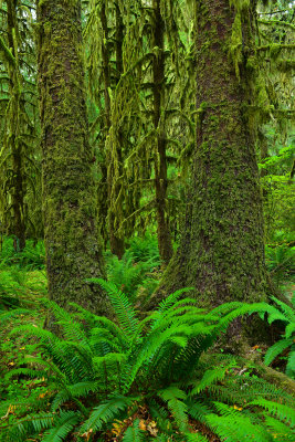 WA - Olympic National Park Hoh Rain Forest 6.jpg
