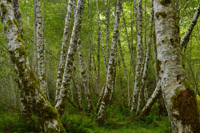 WA - Olympic National Park Hoh Rain Forest 7.jpg