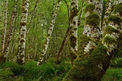WA - Olympic National Park Hoh Rain Forest 8.jpg