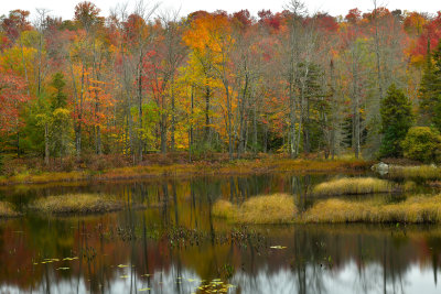 NY - Adirondacks Fall Pond 1.jpg