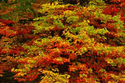 NY - Adirondacks Maple Leaves.jpg