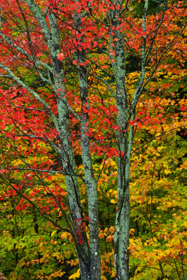 NY - Adirondacks Treescape 1.jpg