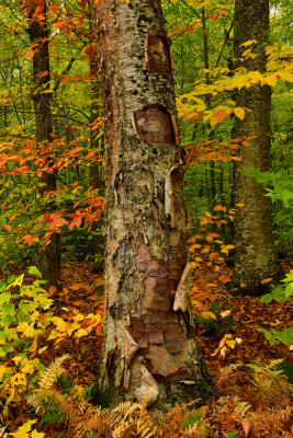 NY - Adirondacks Treescape 3.jpg