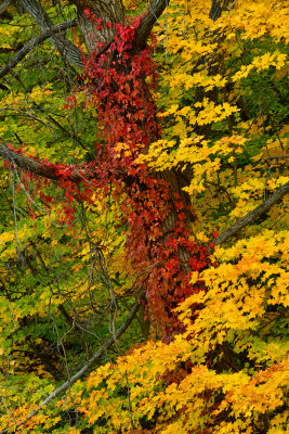 NY - Adirondacks Treescape 4.jpg
